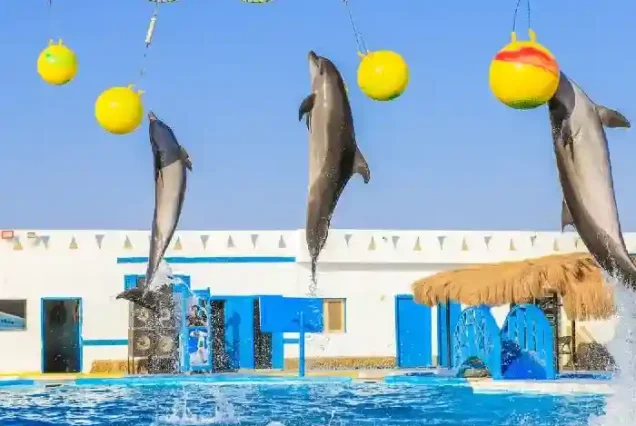 Intelligent dolphins jumping through hoops in Hurghada show.