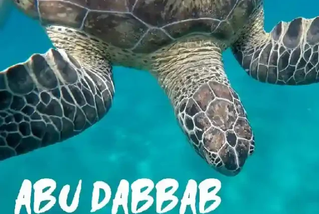 Giant green sea turtle swimming in Abu Dabab Bay Marsa Alam.