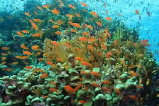 Colorful tropical fish species at Abu Dabab coral gardens.