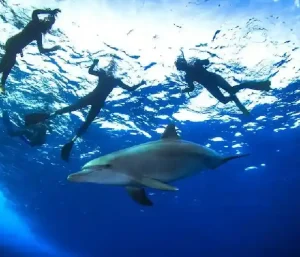 Best Dolphin tour Hurghada swimming with wild dolphins.