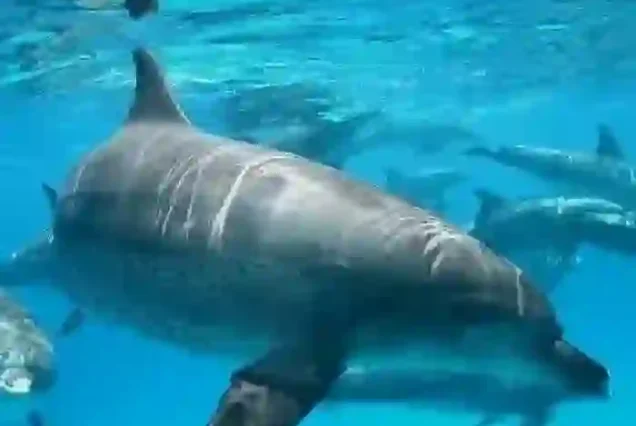 Dolphin Hurghada Trip