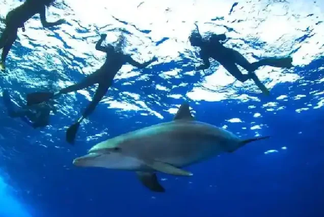 Best Dolphin tour Hurghada swimming with wild dolphins.