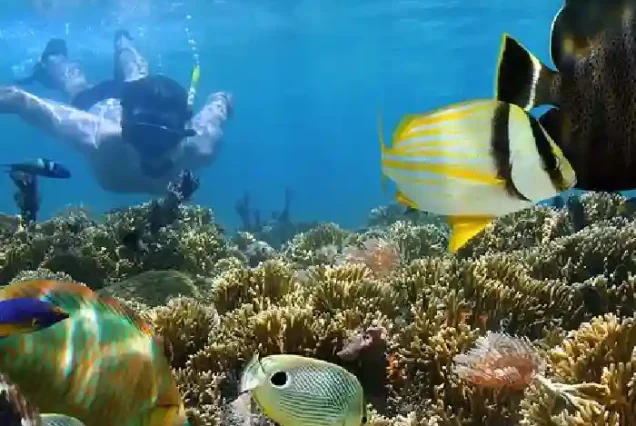 Snorkeling with colorful fish on private speedboat Hurghada trip.