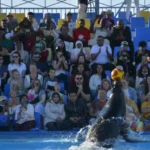 Dolphin Show