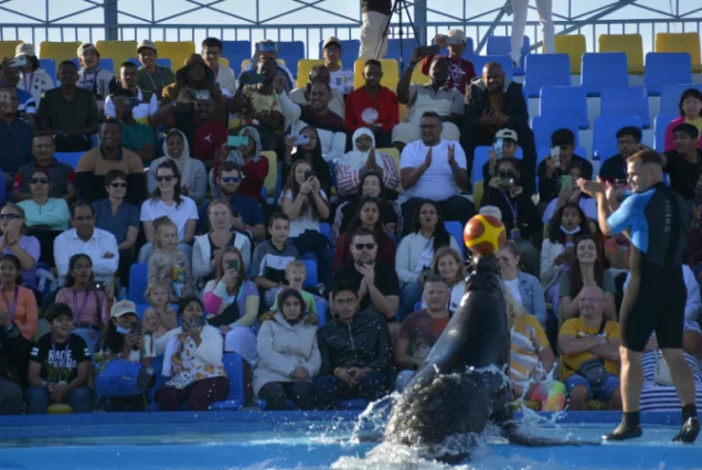 Dolphin Show