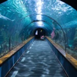 Grand Aquarium and Dolphin, Shark, and Fish Watching - Hurghada Trips - Manolo Tours Egypt