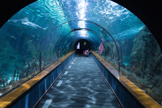 Grand Aquarium and Dolphin, Shark, and Fish Watching - Hurghada Trips - Manolo Tours Egypt
