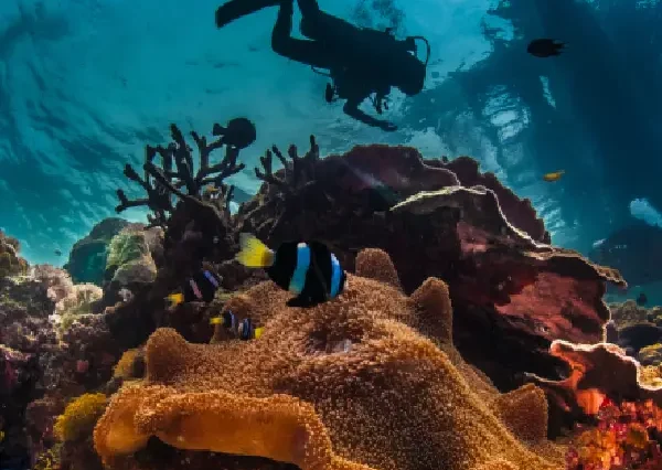 Colorful reef fish swimming near divers in Hurghada.
