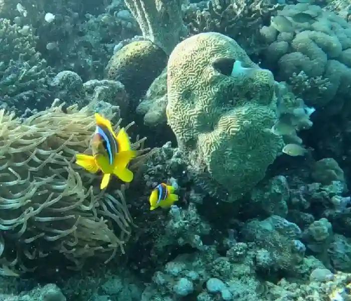 Best Snorkeling in Hurghada Private Speedboat