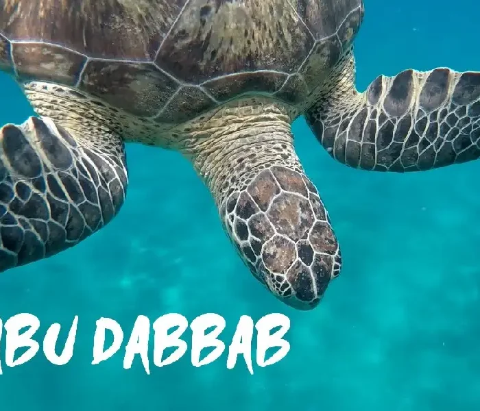 Abu Dabbab Marsa Alam Full Day Trip - Snorkeling with Sea Turtles and Coral Reefs with Manolo Tours